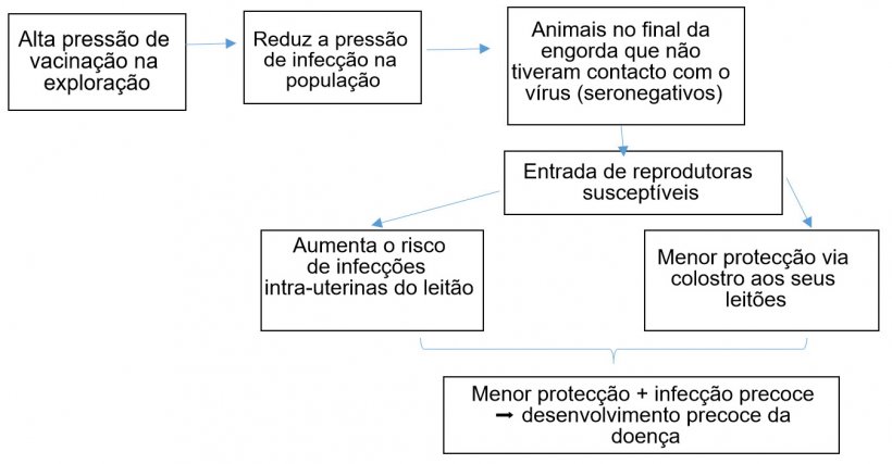 Figura 1: Evolu&ccedil;&atilde;o da epidemiologia da infec&ccedil;&atilde;o por PCV-2 num contexto de vacina&ccedil;&atilde;o sistem&aacute;tica

