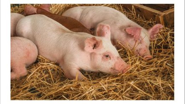 SADER México enfermedades animales cerdo