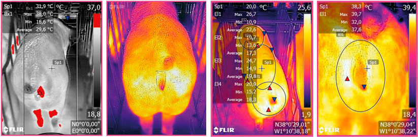 Figura 3: Imagen termográfica tomada mediante un dispositivo FLIR conectado a un Smartphone. Fuente: Ramis el al. 2017