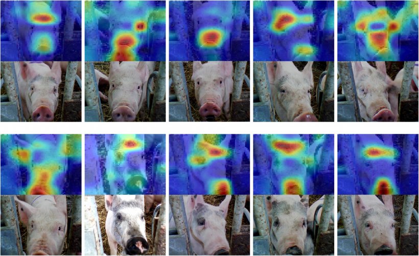 Figura 6: Reconocimiento facial aplicado a porcino. Fuente: Hansen et al. 2018
