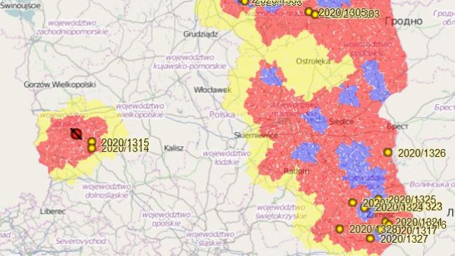 Primeiro foco de PSA em suínos domésticos no oeste do país.
