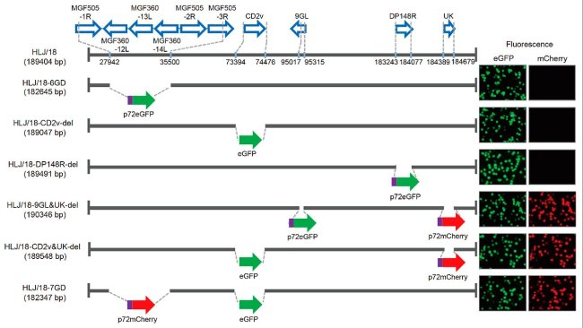 Figura 1. Geração e avaliação da virulência de diferentes vírus da Peste Suína Africana com genes eliminados. Representação esquemática de genes e regiões eliminados em cada vírus da PSA com genes eliminados. Os segmentos dos genes eliminados serão substituídos com os genes marcadores p72eGFP, eGFP, ou p72mCherry. À direita do esquema apresentam-se os macrófagos alveolares suínos primários infectados com o vírus que expressam diferente fluorescência. Especificam-se as posições de nucleótidos que indicam os limites da deleção relativos ao genoma do vírus da PSA HLJ/18.
