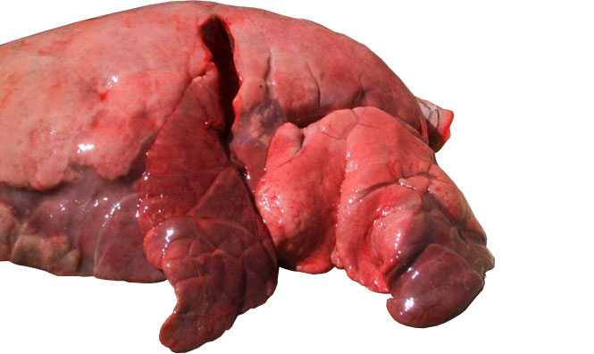 Figura 4: Lóbulos craneal e medial afectados por uma pneumonia broncointersticial causada por SIV
