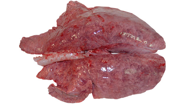 Figura 1: Pneumonia intersticial causada por PRRSV

