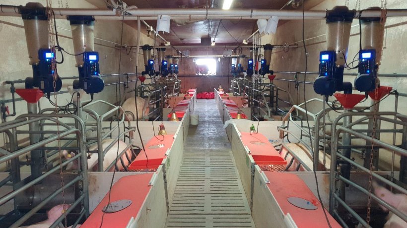 Imagem 1. Comedouros electrónicos na maternidade, instalados em exploração comercial (Centro de Experimentación Porcino, Aguilafuente, Segovia) onde foi realizado o estudo.
