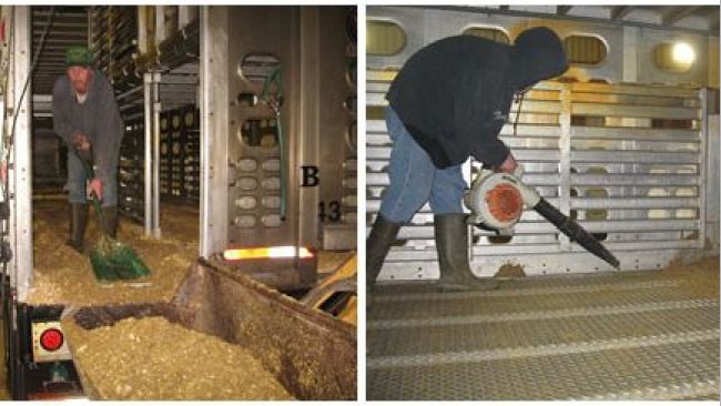 Imagem 2: Processo de limpeza a seco em que a maior parte do material orgânico é eliminado manualmente. Por cortesia de Dr. Clayton Johnson de Carthage Veterinary Services.