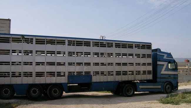 camiões transporte animais