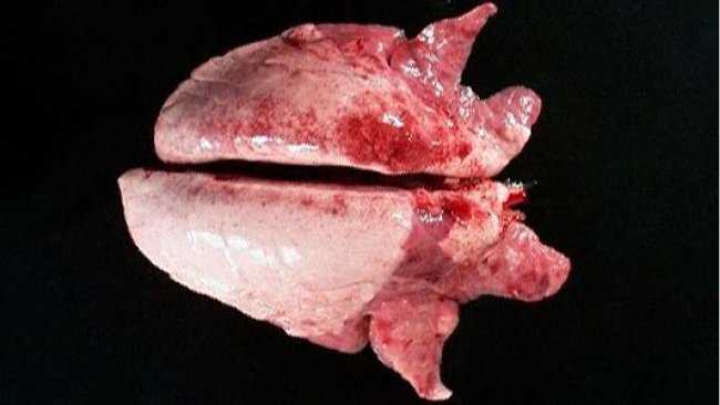 Foto 2. A consolidação crâneo-ventral do pulmão pode ser vista nos casos de Mycoplasma hyopneumoniae.