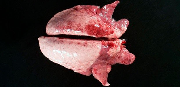 Foto 2. A consolidação crâneo-ventral do pulmão pode ser vista nos casos de Mycoplasma hyopneumoniae.