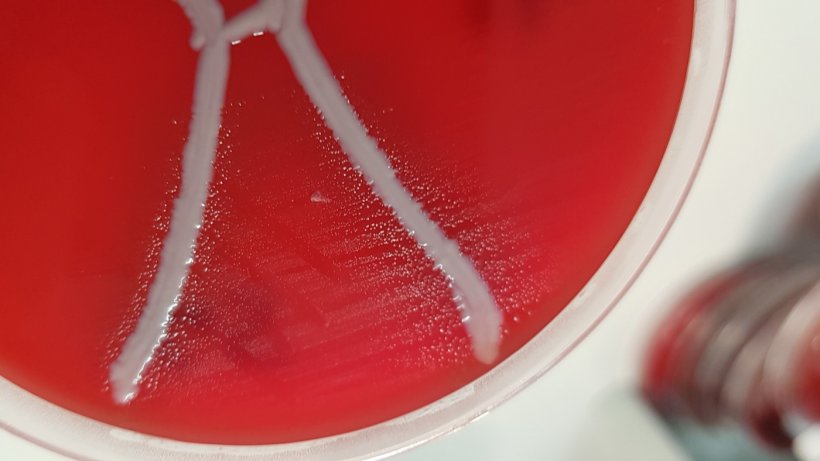 Glaesserella australis en placa de sangre con&nbsp;Staphylococcus aureus mostrando&nbsp;satelitismo. Fuente: QAAFI
