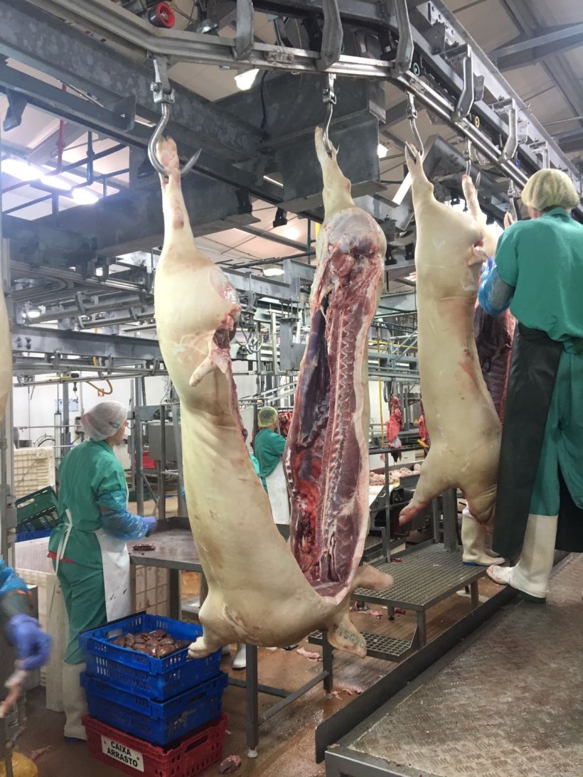 abattoir covid