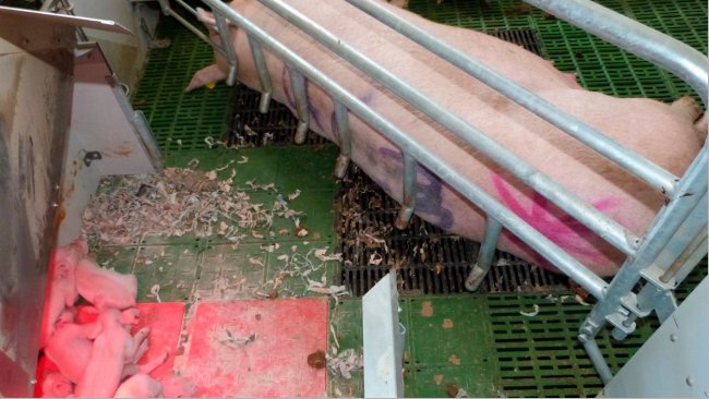 Foto 3. Área de ninho é uma peça chave nas maternidades livres. Permite aos leitões estar seguros e confortáveis, evitando a partilha de espaço com a porca