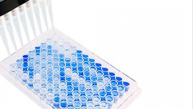 Imagem 1. Tabuleiro de ELISA de fundo plano com 96 poços usado para serologia de PRRSV. As amostras positivas são mostradas em azul. Fonte: Base Pair Biotechnologies.
