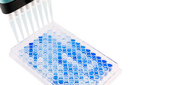 Imagem 1. Tabuleiro de ELISA de fundo plano com 96 poços usado para serologia de PRRSV. As amostras positivas são mostradas em azul. Fonte: Base Pair Biotechnologies.
