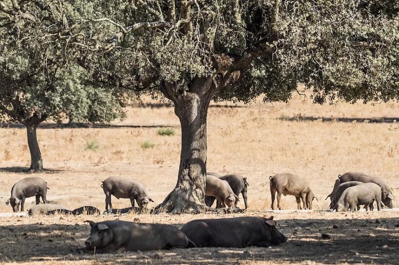 cerdo ibèrico