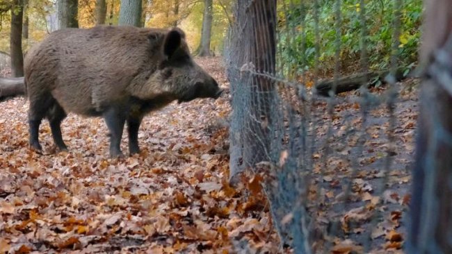 afrikanische schweinepest