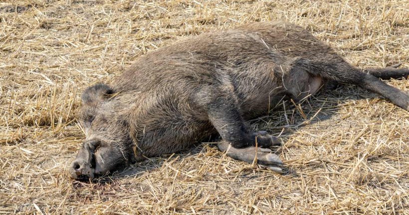 ppa alemania jabalí