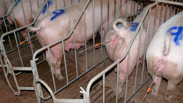 Foto 1: Na IPC é importante trabalhar de forma ordenada. Se forem preparadas (levantadas, limpas as vulvas, colocado o catéter externo), mais de 5 porcas por operador corre-se o risco de se voltarem a deitar, deslocar o catéter, sujarem, etc.
