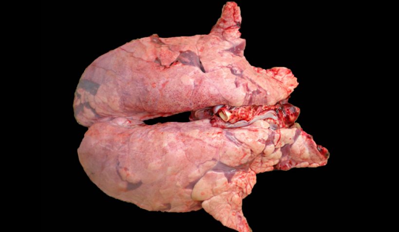 Figura 2. Pulmão de um porco co-infectado com M. hyopneumoniae e PRRSV. Pulmão não colapsado com áreas de lesão de cor castanho-avermelhado distribuídas por todo o parênquima, lesões típicas de PRRS, que apresenta ao mesmo tempo, nas zonas craneoventrais, áreas de consolidação de cor avermelhada, produzidas pela infecção de M. hyopneumoniae.
