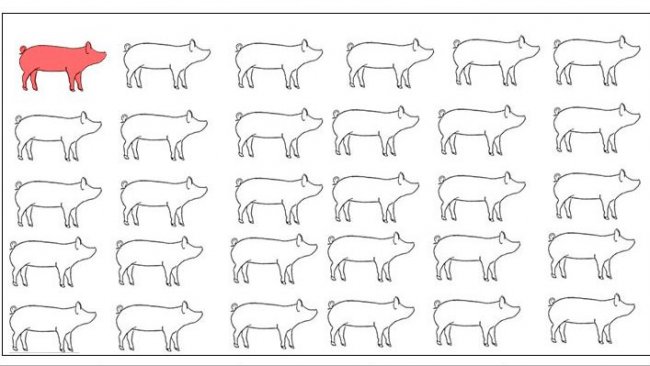 Figura 1. Foi usado um modelo de infecção natural para avaliar a detecção de Mycoplasma hyopneumoniae após o  contacto com uma porca infecciosa. Ex X: semanas posteriores ao contacto. As amostras foram recolhidas do dia 0 até às 8 semanas posteriores ao contacto.