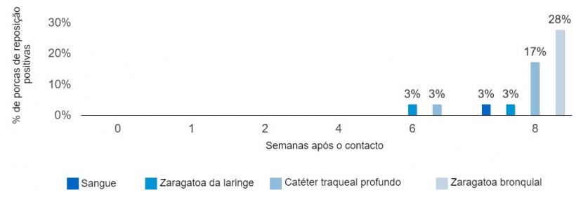 Figura 2. Proporção porcas positivas por contacto de Mycoplasma hyopneumoniae segundo o tipo de amostra e o tempo após o contacto com uma porca infecciosa.
