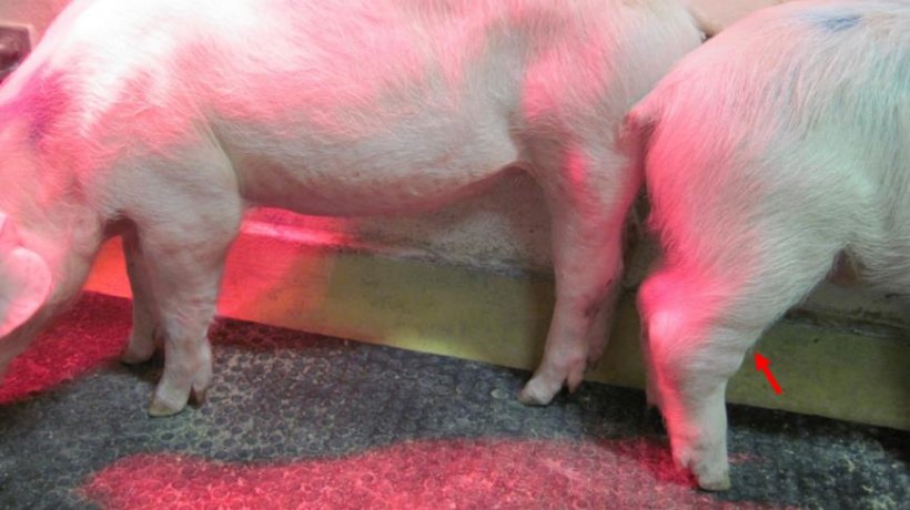 Figura 1. Forma crónica da Peste Suína Africana (PSA). A seta assinala as  articulações inchadas. Fonte: Walczak et al. Pathogens, 2020,9, 237
