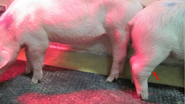 Figura 1. Forma crónica da Peste Suína Africana (PSA). A seta assinala as  articulações inchadas. Fonte: Walczak et al. Pathogens, 2020,9, 237