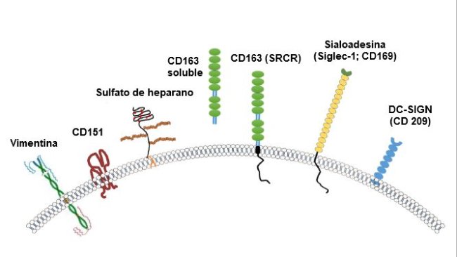 Imagem 2. Ilustração dos receptores geralmente considerados para PRRSV. Fonte: Zhang, Q., Yoo, D. (2015)