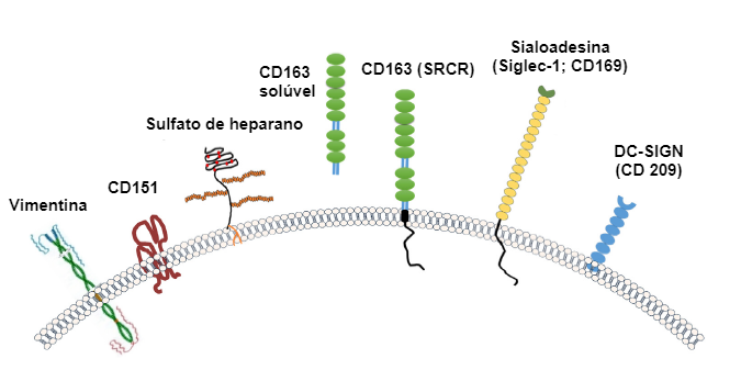 Imagem 2. Ilustração dos receptores geralmente considerados para PRRSV. Fonte: Zhang, Q., Yoo, D. (2015)
