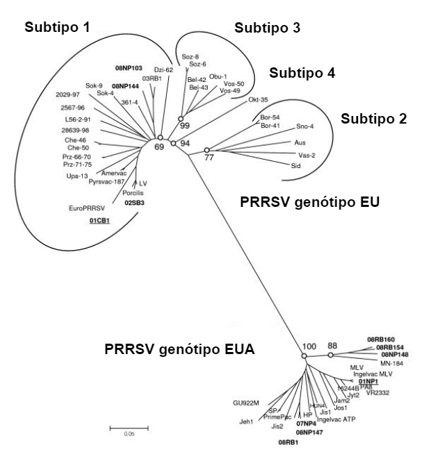 Imagem 1. Relação filogenética de virus PRRS, sequências ORF 5 que ilustram a diferença genética entre PRRSV tipo 1 (genótipo EU) e PRRSV tipo 2 (genótipo EUA). Fonte: Amonsin, A., Kedkovid, R., Puranaveja, S.&nbsp;et al. (2009)
