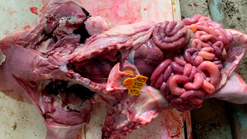 Imagem 2: Aparelho digestivo de leitão onde se observa grande congestão do intestino delgado e conteúdo líquido amarelado. Neste caso foi diagnosticado E.coli do tipo beta-hemolítico.