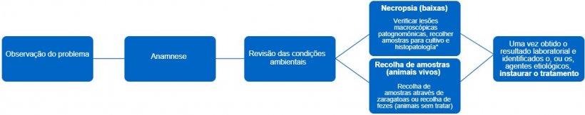 Figura 1. Neesta árvore de decisão são determinados os passos a seguir para realizar um diagnóstico certeiro e correcto tratamento. *O tipo de lesão pode dar informação sobre qual é o agente infeccioso.
