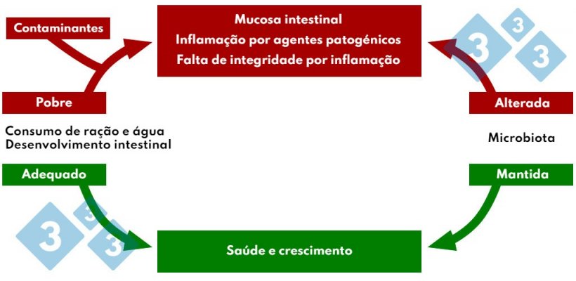 Quadro 4. Interacção consumo de ração e água na patologia intestinal.