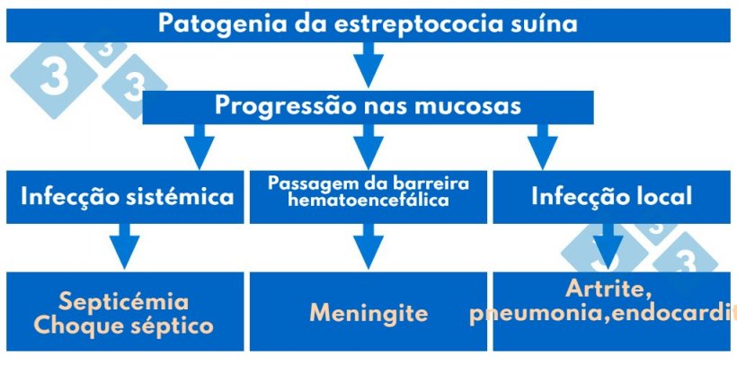 Quadro 1. Patogenia da estreptococia suína.
