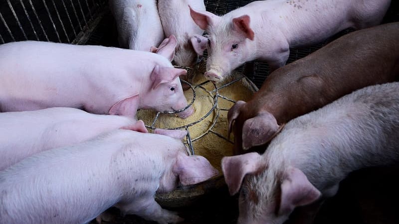 Os probióticos podem modular melhor a microbiota de um animal jovem do que a de um porco adulto.