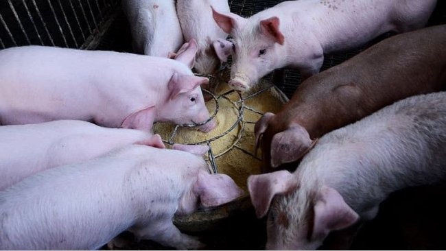Os probióticos podem modular melhor a microbiota de um animal jovem do que a de um porco adulto.