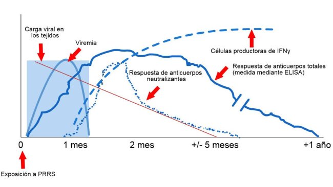Esquema de detecção de vírus e anticorpos após a exposição a PRRS: O gráfico a seguir mostra as mudanças na concentração (eixo Y) ao longo do tempo (eixo X) dos diferentes analitos usados nos ensaios. Após a exposição ao vírus PRRS, o vírus aparece no sangue (viremia) que geralmente dura entre 2 e 4 semanas, dependendo da idade e do estado imunológico do porco. A soroconversão (detecção de anticorpos) geralmente ocorre 7 a 10 dias após a exposição e dura vários meses antes de se tornar seronegativa. Os anticorpos neutralizantes aparecem entre 4 e 6 semanas após a exposição (López e Osorio, 2004).