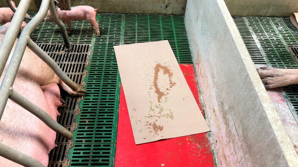 Imagem 1. Um m&eacute;todo pr&aacute;tico para recolher diarreia diarrea, &eacute; usar tapetes dos usados para secar e dar conforto ao leit&atilde;o no parto. Esos tapetes se dejan en la maternidad y si hay diarrea los lechones los manchar&aacute;n, us&aacute;ndose luego para preparar la mezcla que administraremos a la cerda.
