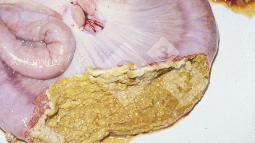 Imagem 3. Íleo de porco com uma membrana necrótica aderida à superficie da mucosa intestinal.
