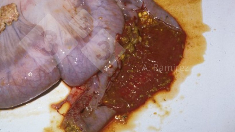 Imagem 1. Íleo de porco com ileite hiperaguda que mostra intestinos ligeiramente distendidos com conteúdo intestinal hemorrágico misturado com um pouco de alimento parcialmente digerido.
