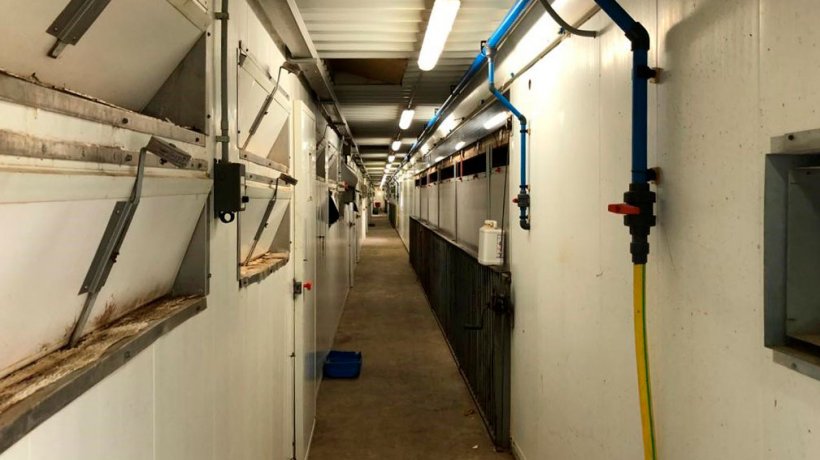 Imagem 2. Uso de pedilúvios à entrada das salas de maternidade, assim como as medidas gerais de limpeza e ordem na exploração, são importantes para minimizar a pressão de infecção.
