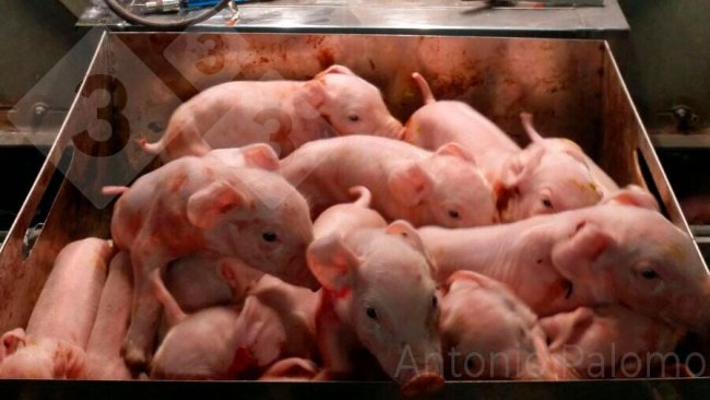 Ninhada de 16 leitões de uma porca hiperprolífica