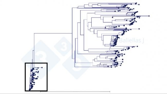 Figura 1: Árvore filogenética com o hist&oacute;rico de sequências ORF5 detectadas numa região no decurso de 4 anos.
