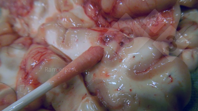 Figura 3. Recolha de amostra da superfície ventral do cérebro com uma zaragatoa.
