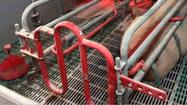 Imagem 1. Quando são usados pratos para administrar água aos leitões, é essencial que estes sejam mantidos limpos e se adicione água frequentemente.