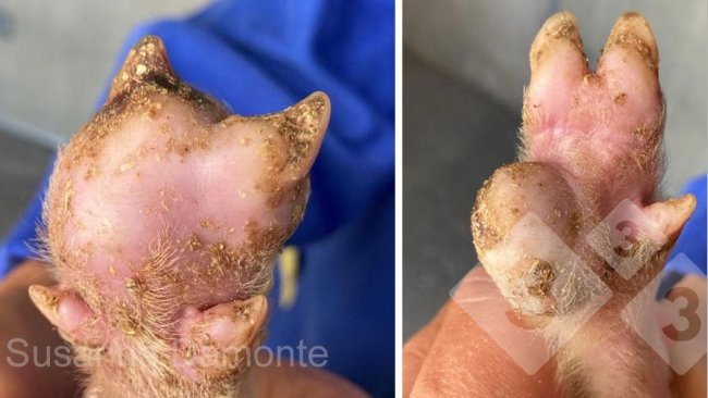 Figura 2. Lesão plantar em leitão de 15 dias