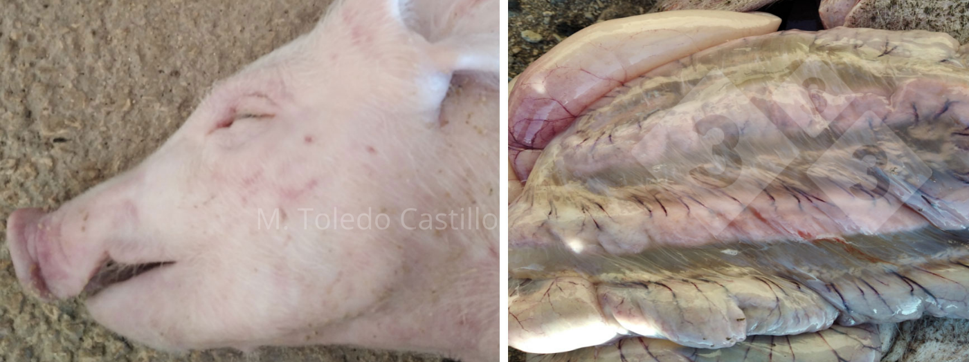 Foto 1 e 2: Aspecto do intestino de um leitão afectado por Doença dos Edemas.
