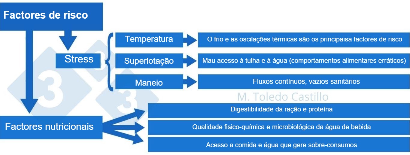 Esquema 2: Cuadro de los factores de riesgo asociados a la presentación de colibacilosis
