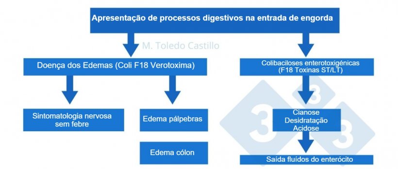Esquema 1. Patogenia dos processos colibacilares na entrada na engorda de suínos