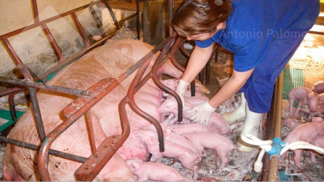 Foto 1. Correcto encalostramiento de los lechones recién nacidos (Palomo, A).